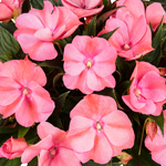 New Guinea Impatiens Impacio Summer Salmon